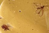 Detailed Fossil Dark-Winged Fungus Gnat and Mite in Baltic Amber #288699-1